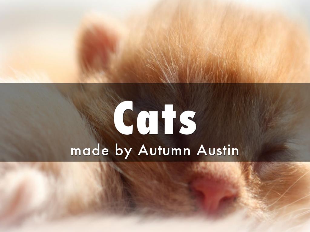 Cats