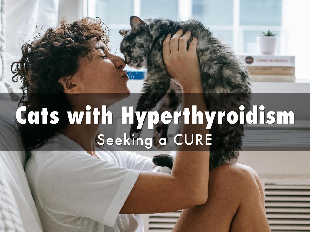 Cat with Hyperthyroidism