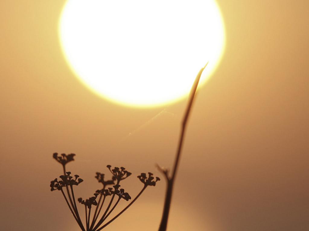 Conscious Baby Module 1 Part 1: Consciousness