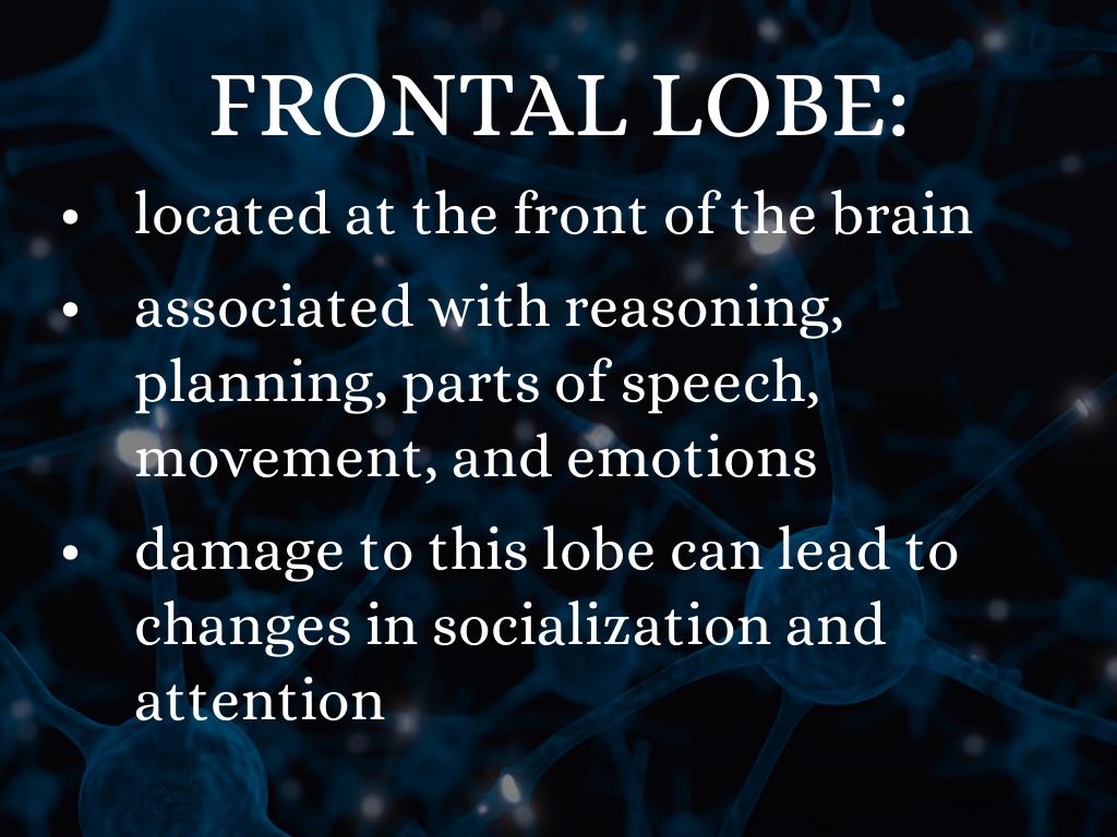 brain lobes by Isabella Alcantara