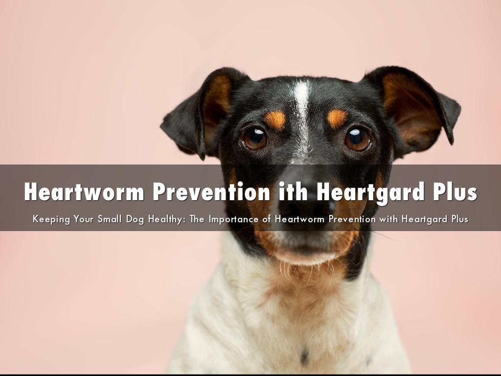 Keeping Your Small Dog Healthy: The Importance of Heartworm Prevention with Heartgard Plus