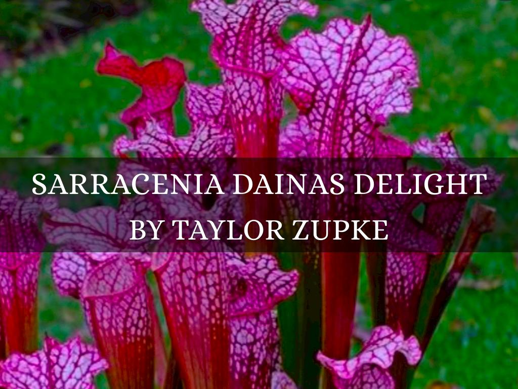 Sarracenia Dianaâs Delight