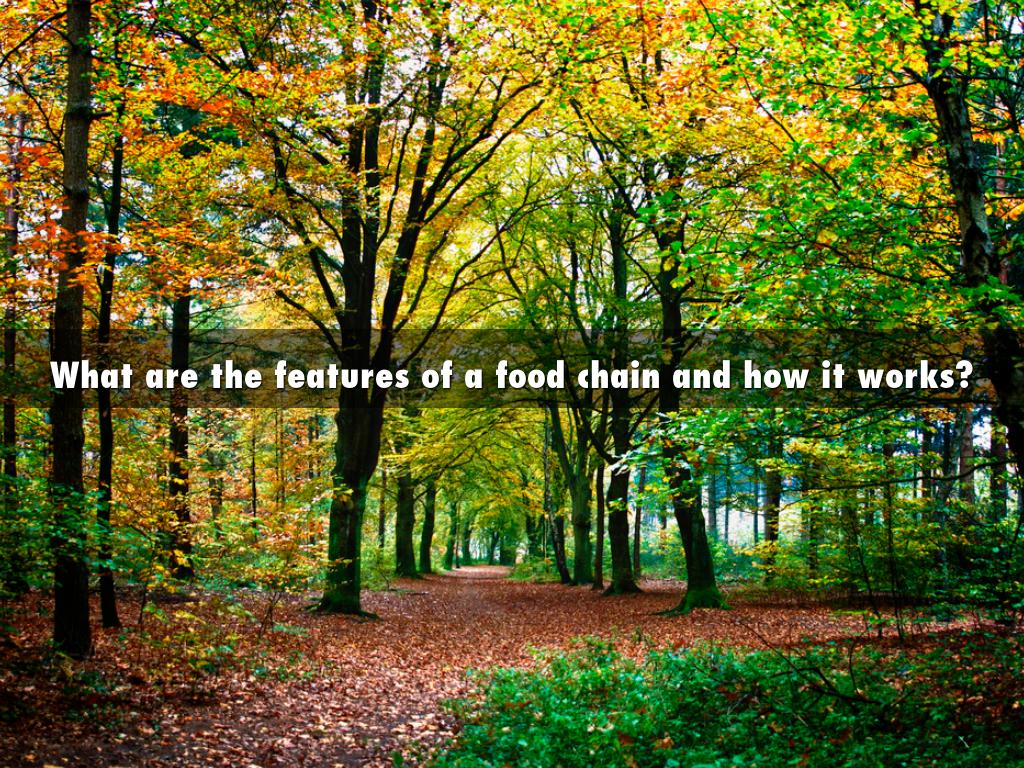 What are the features of a food chain and how it works?