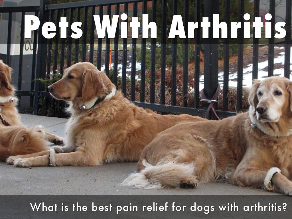 Pets With Arthritis