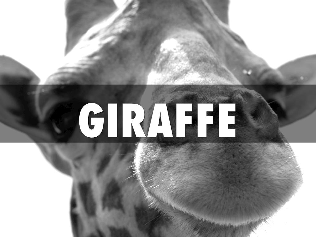 Giraffe
