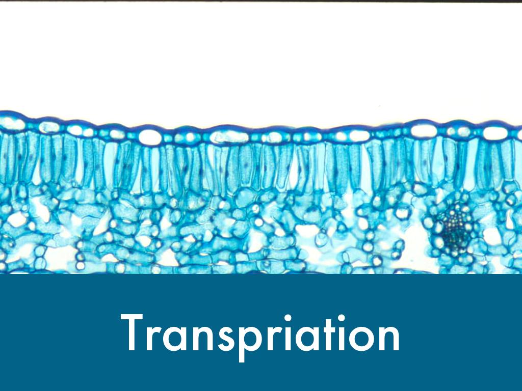 Transpiration 