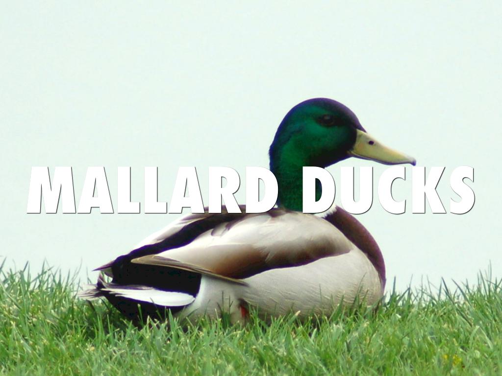 Mallard Adaptatoins