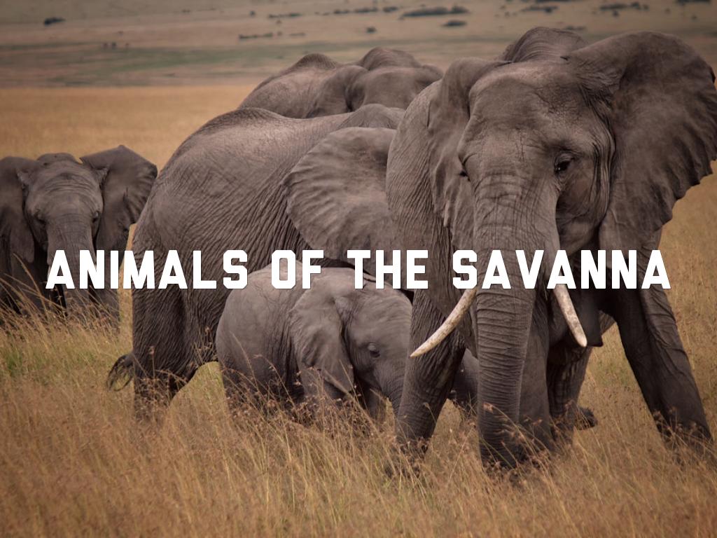 Animals of the Savanna