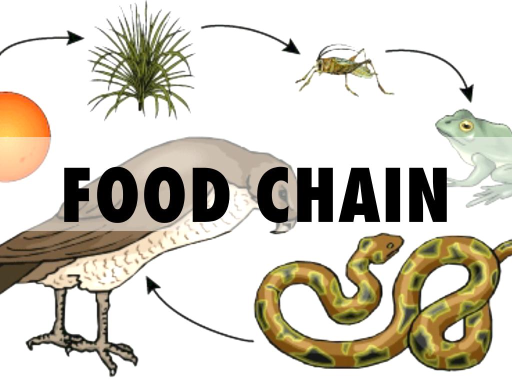 Eating Meat is killing The by Fanyi Zhu