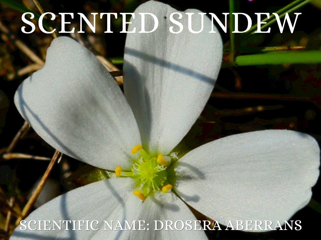 Scented Sundew