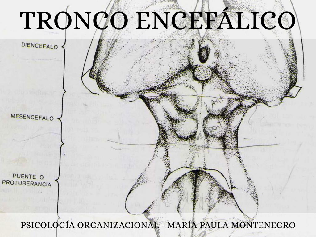 tronco encefálico