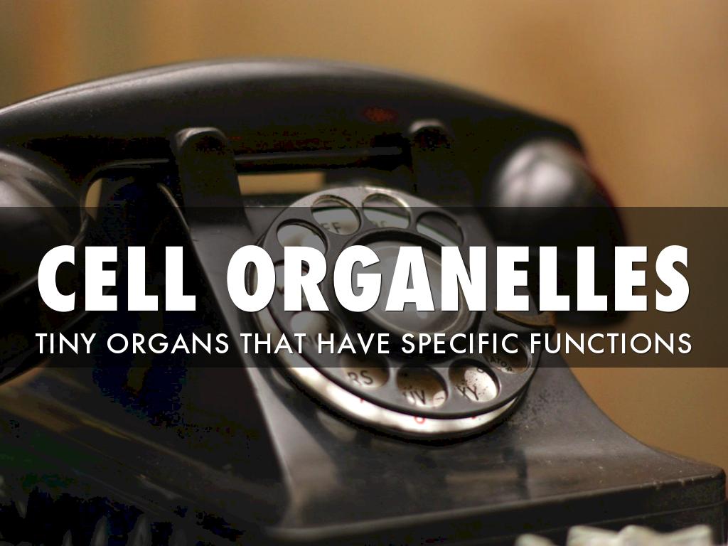 What’s True About All Cells