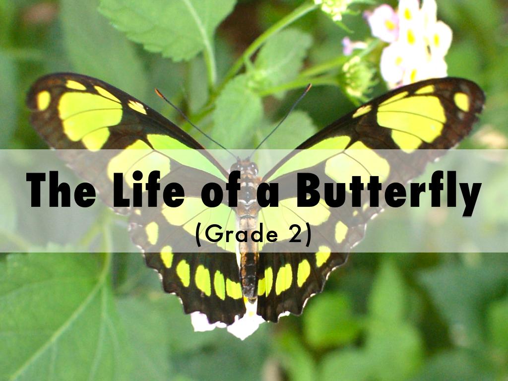 The Life of a Butterfly