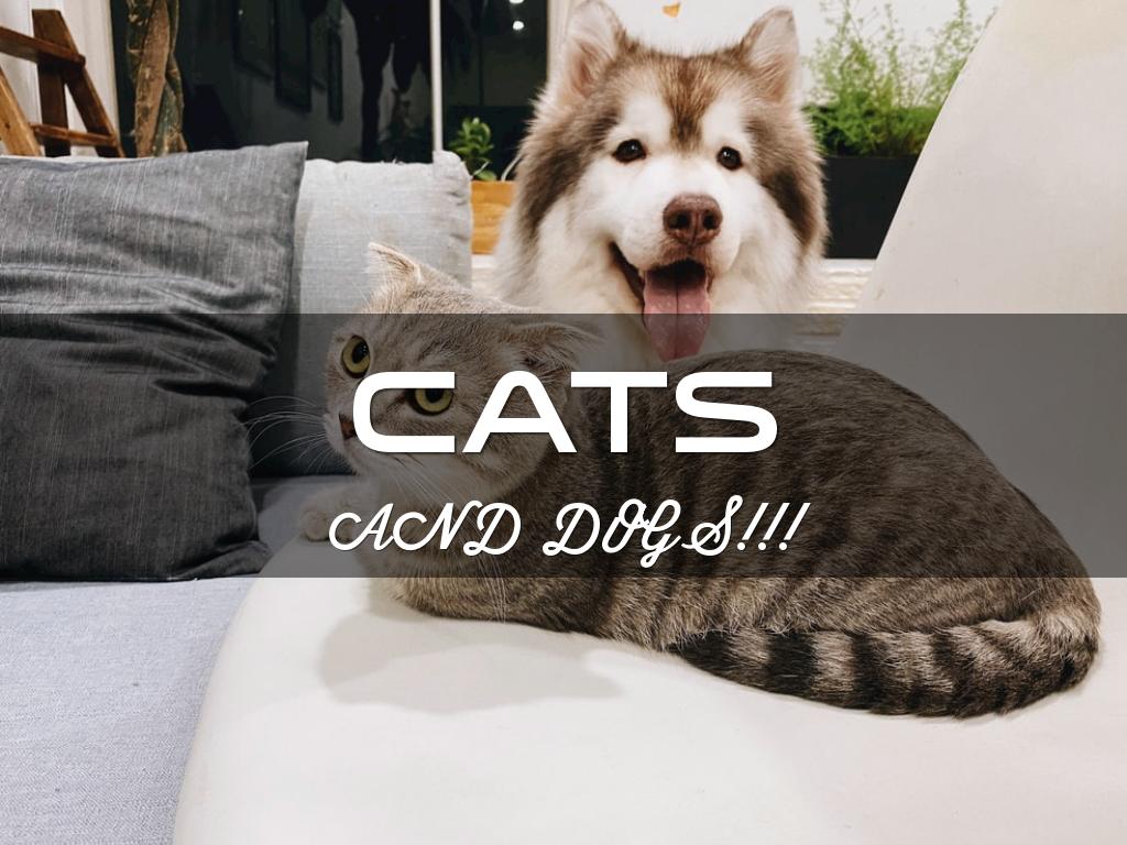 Cats and Dogs