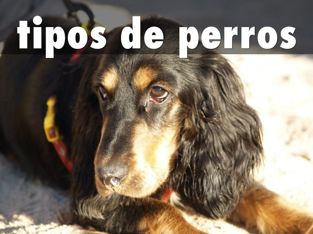 tipos de perros