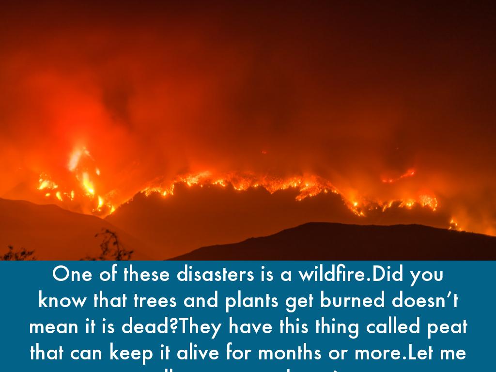 Wildfires 