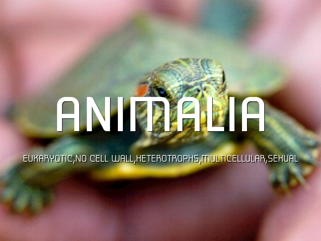 Kingdoms Project Cooper Reid 3rd