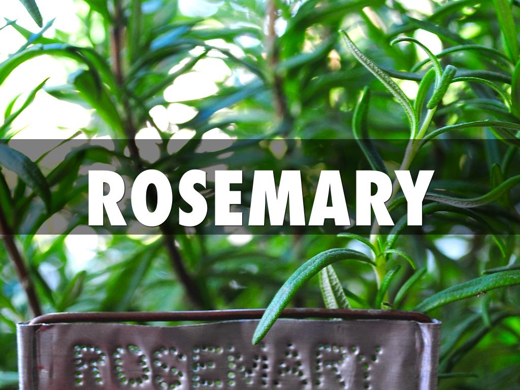 Rosemary