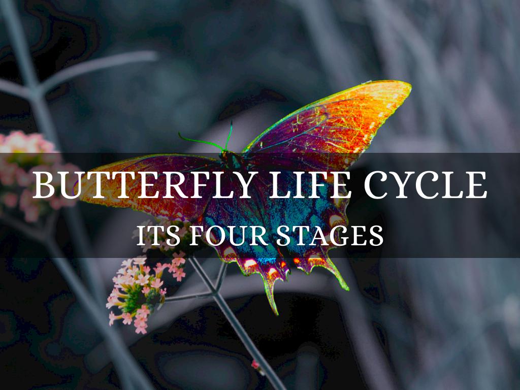 Butterfly Life Cycle