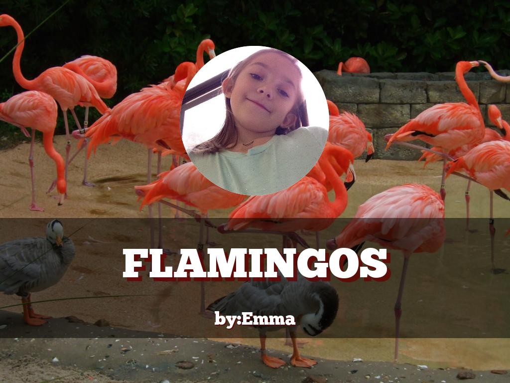 Flamingo