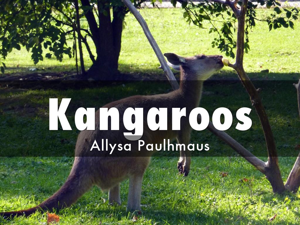 Kangaroos