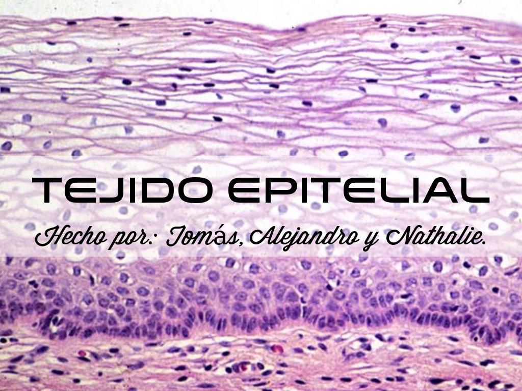 Tejido Epitelial 