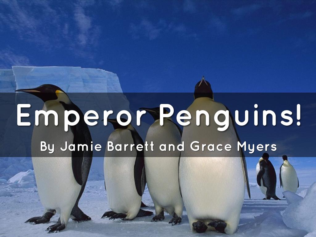 Emperor Penguins!