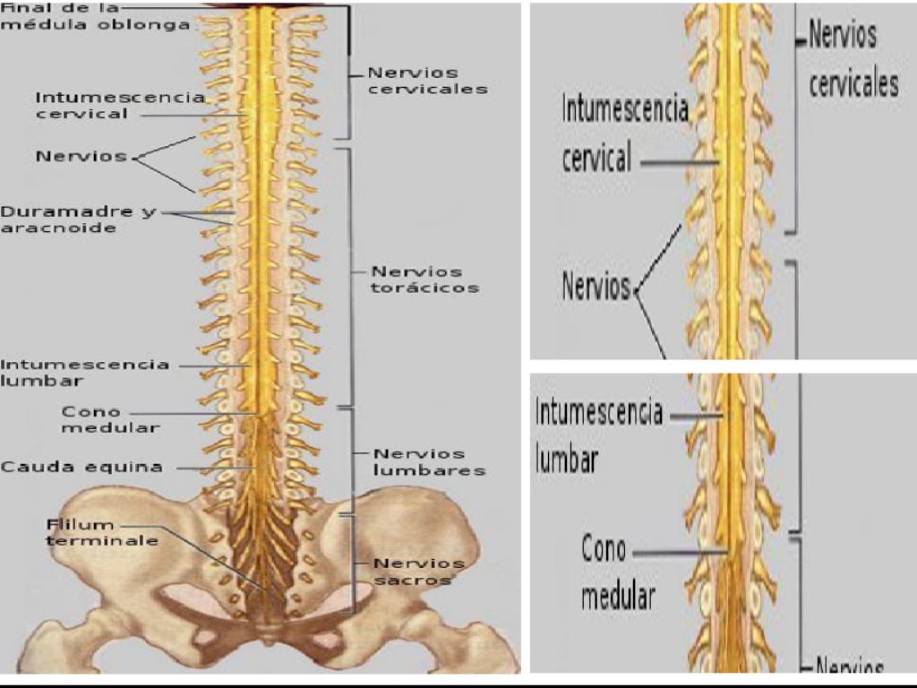 Intumescências Cervical E Lombar - RETOEDU