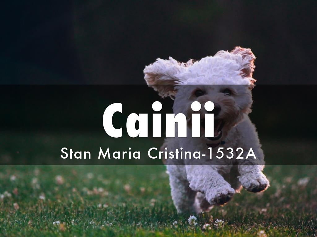 Cainii