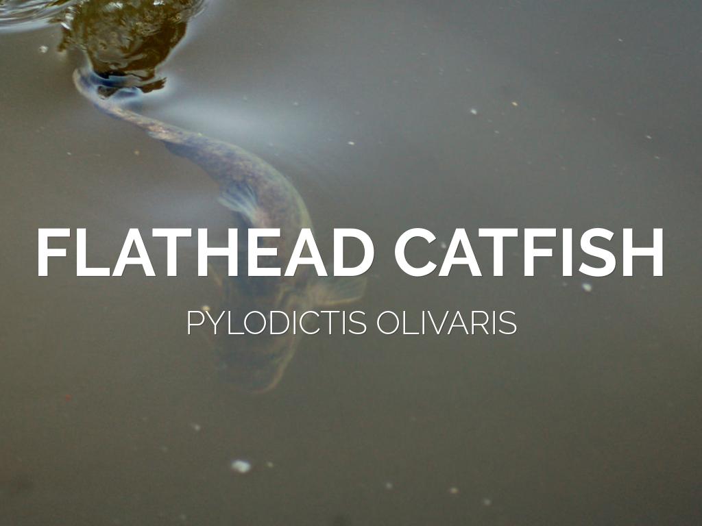 Flathead Catfish