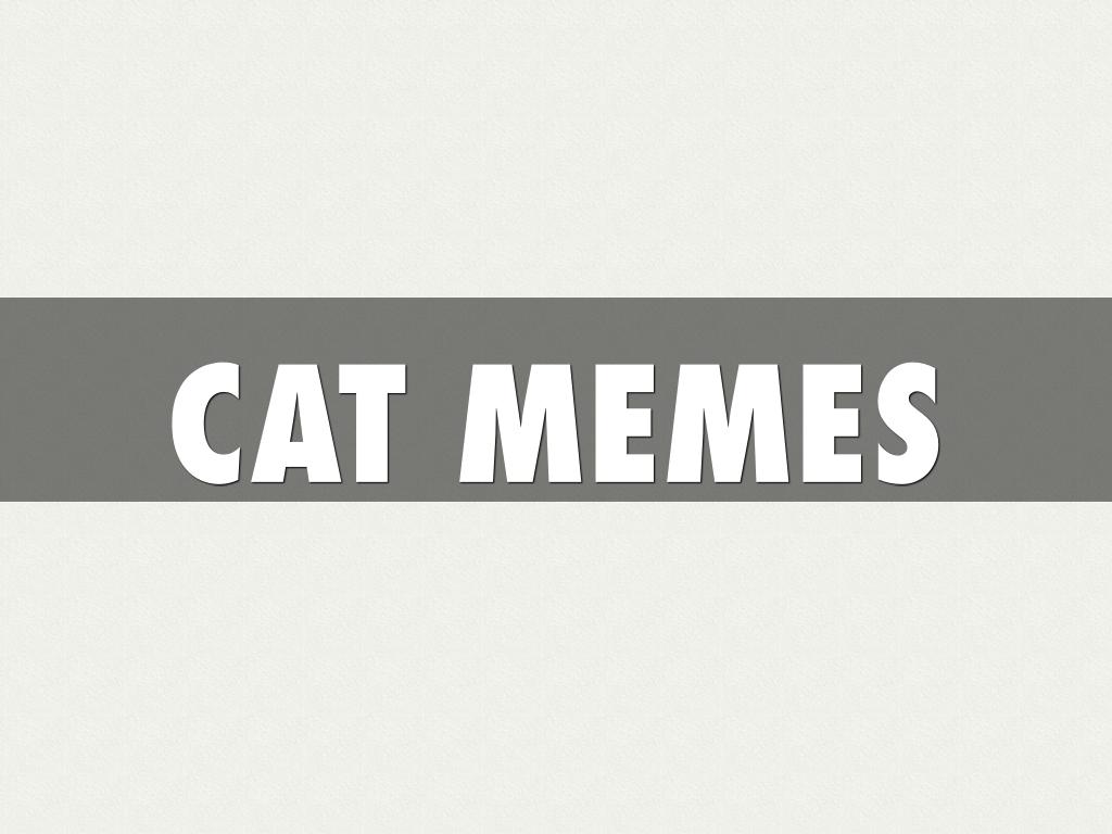 Cat Memes