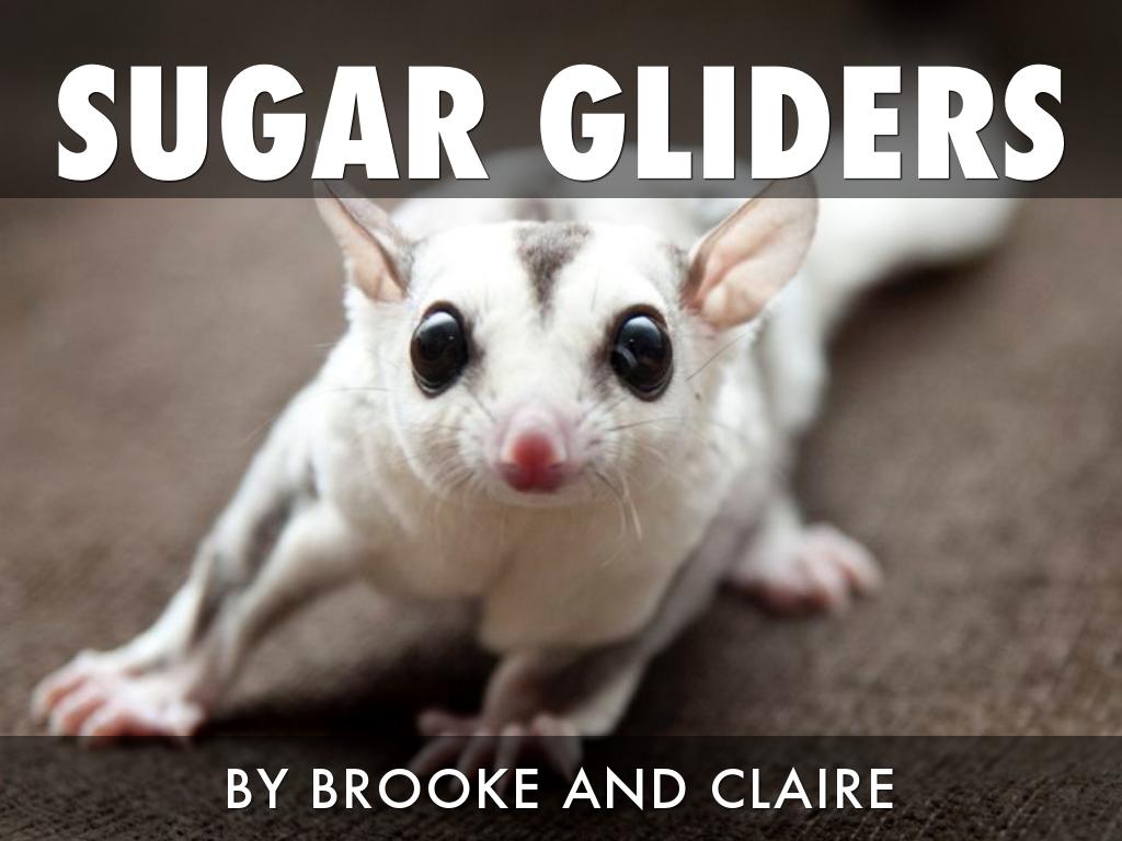 Sugar Gliders