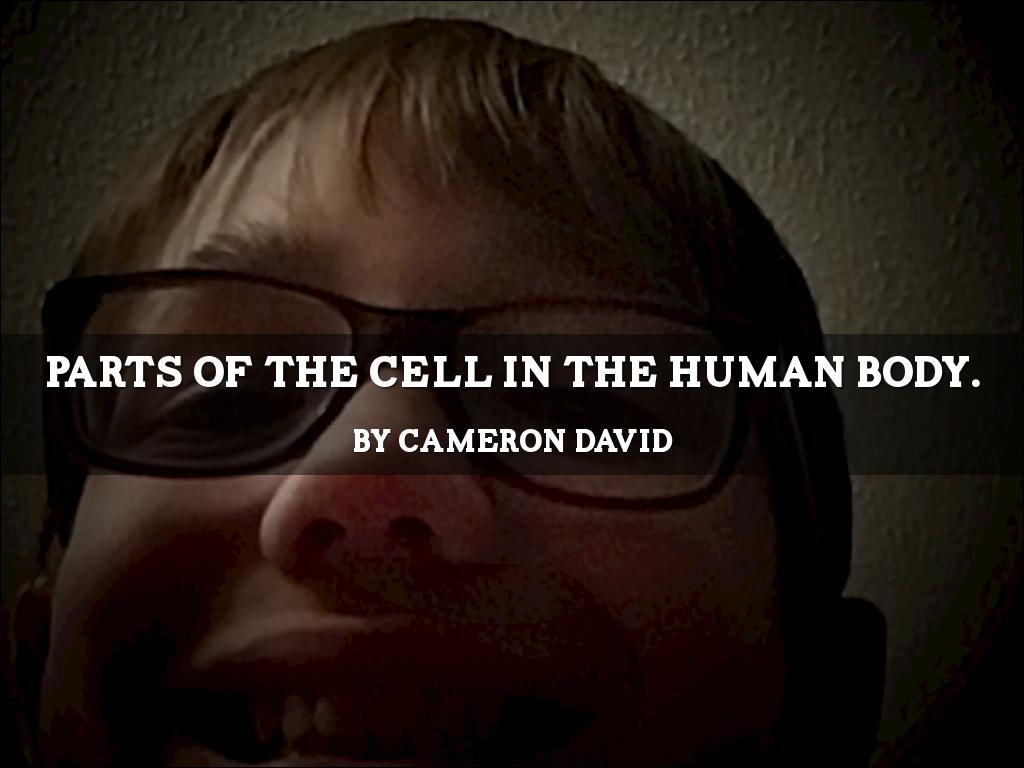 PARTS OF THE CELL IN THE HUMAN BODY.