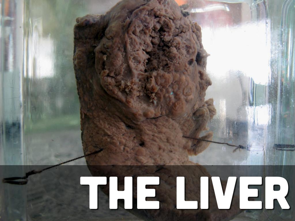 The LIVER
