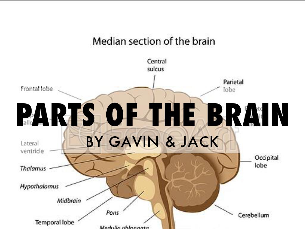 Lim + Daul VR Brain Dissection 
