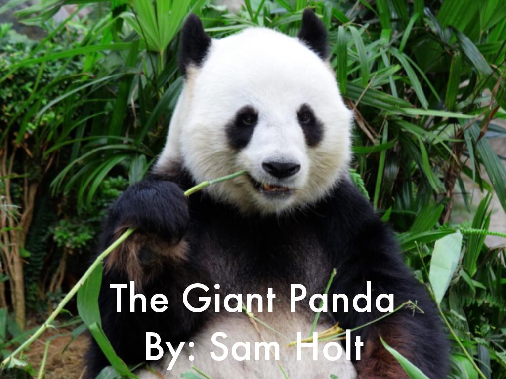 The Giant Panda