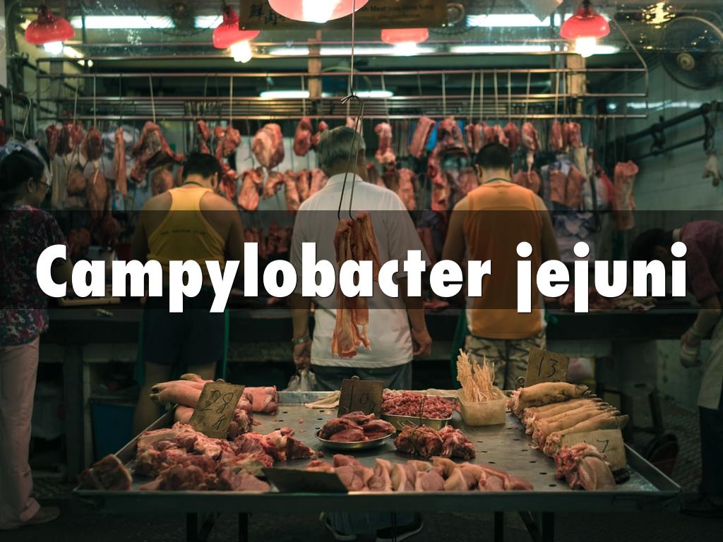 Campylobacter jejuni