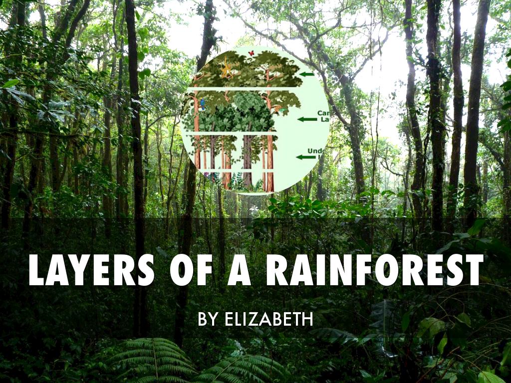 Layers Of  A Rainforest 