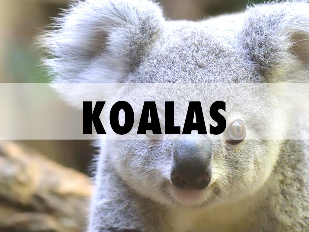 Koala