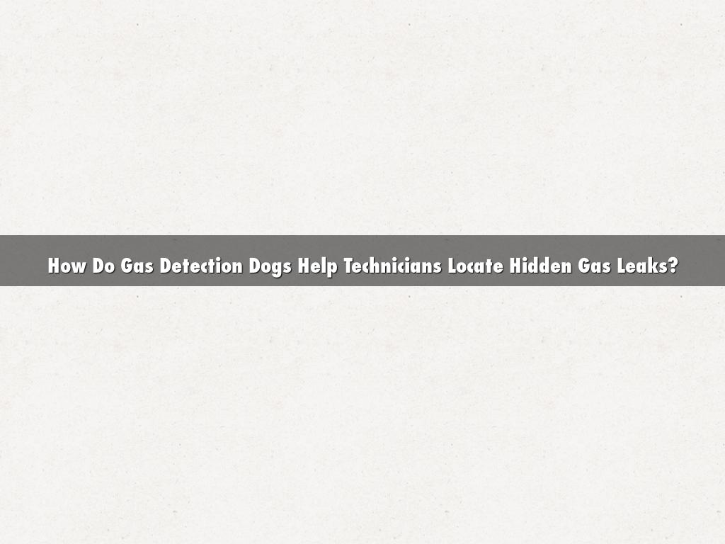 How Do Gas Detection Dogs Help Technicians Locate Hidden Gas Leaks?