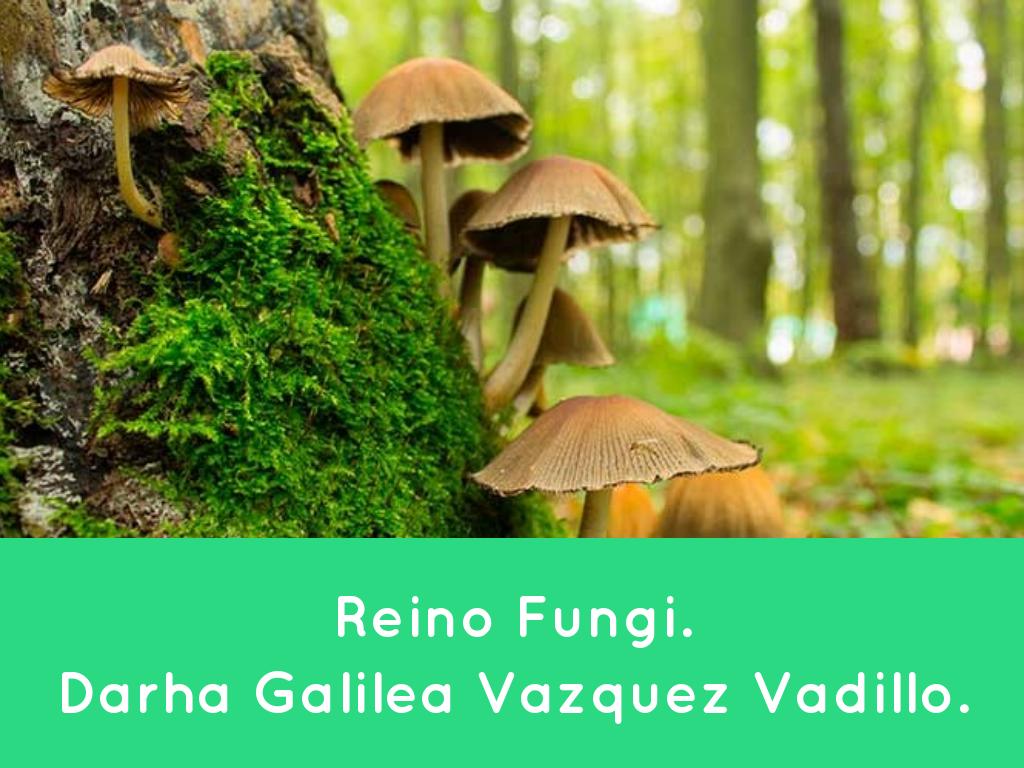 Reino Fungi