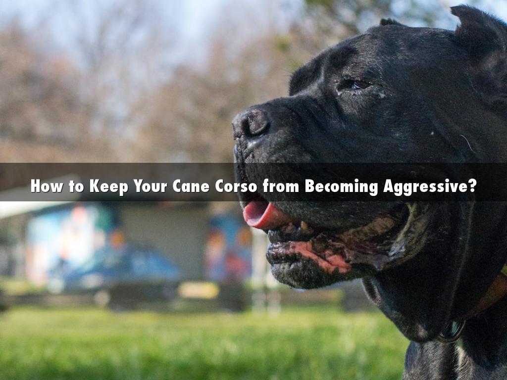 How to Keep Your Cane Corso from Becoming Aggressive?