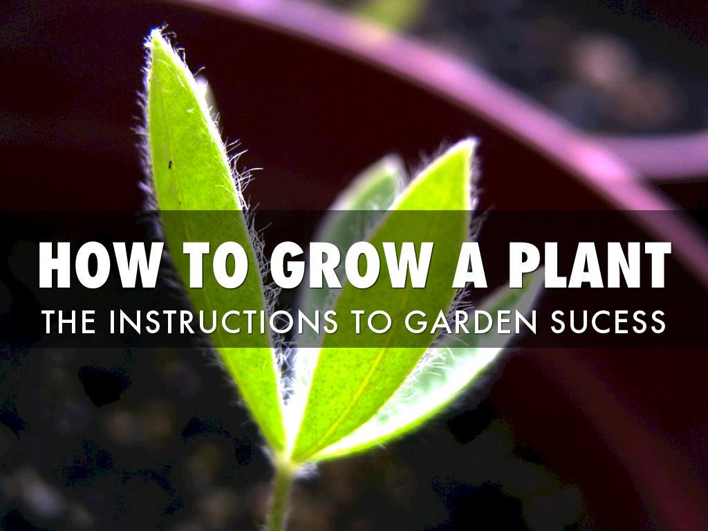 How to grow a plant