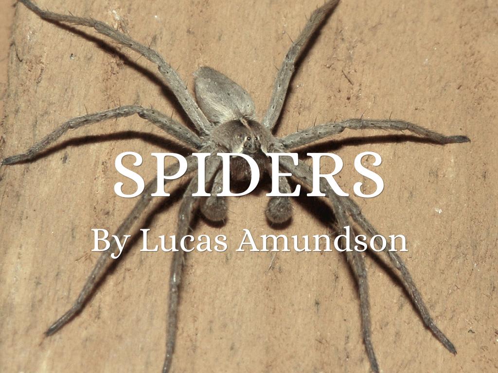 Spiders 