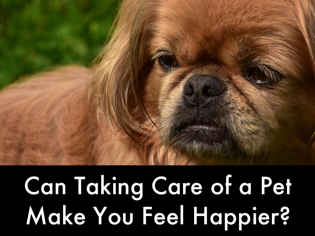 Can Taking Care of a Pet Make You Feel Happier?