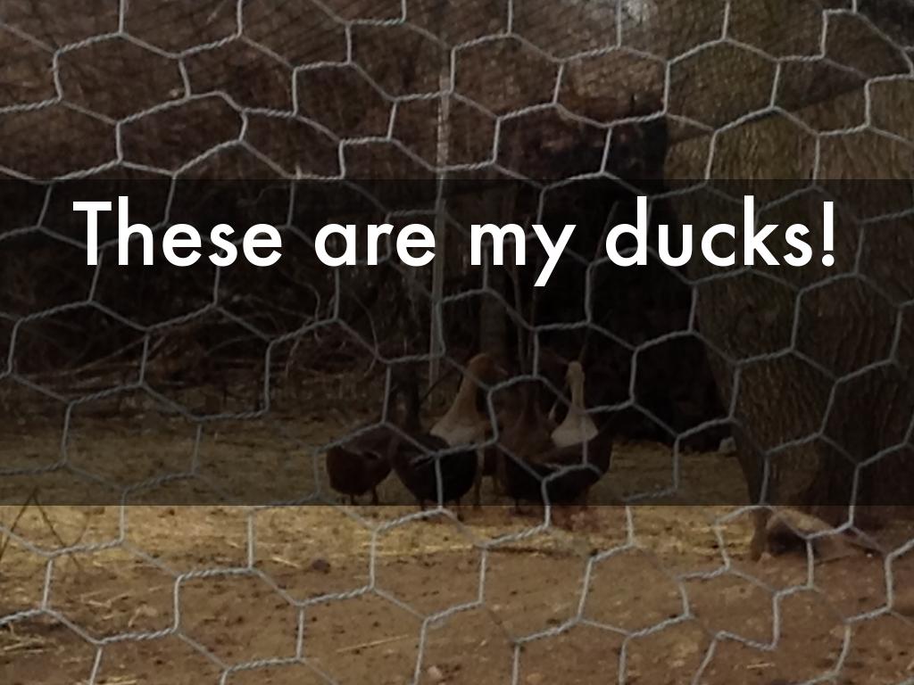 Andrew's 4-H Program 