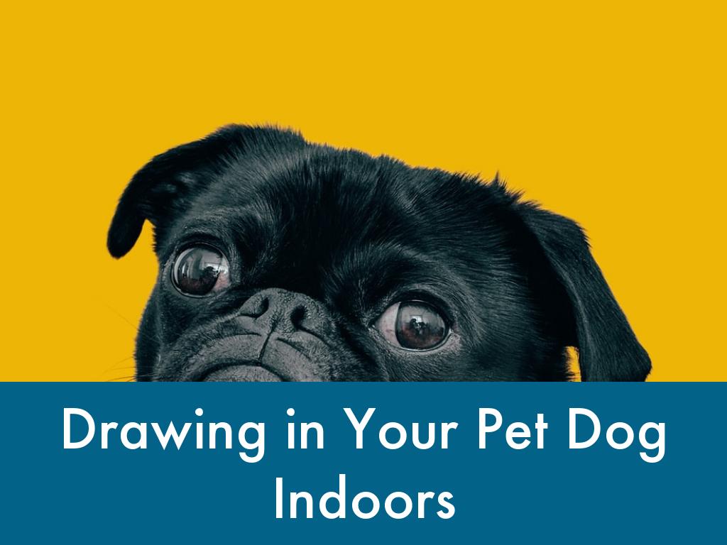 Drawing in Your Pet Dog Indoors
