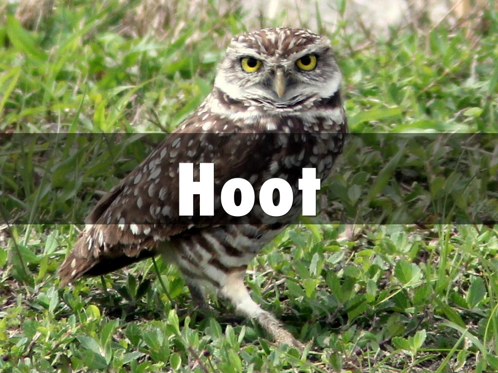 Hoot