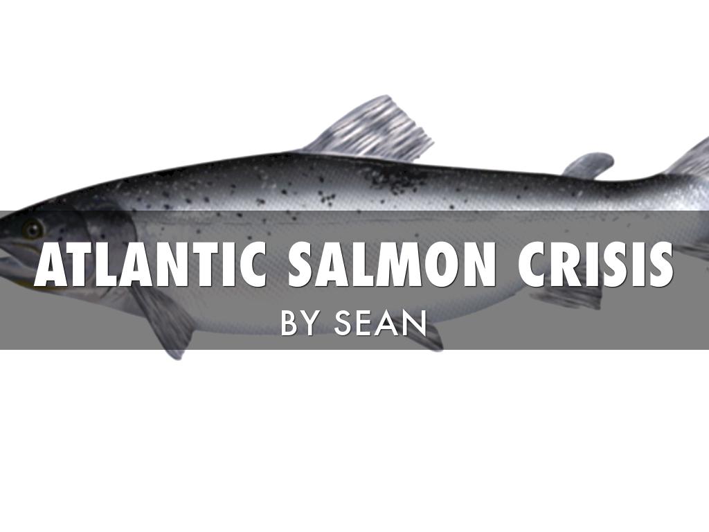 Atlantic Salmon Crisis 