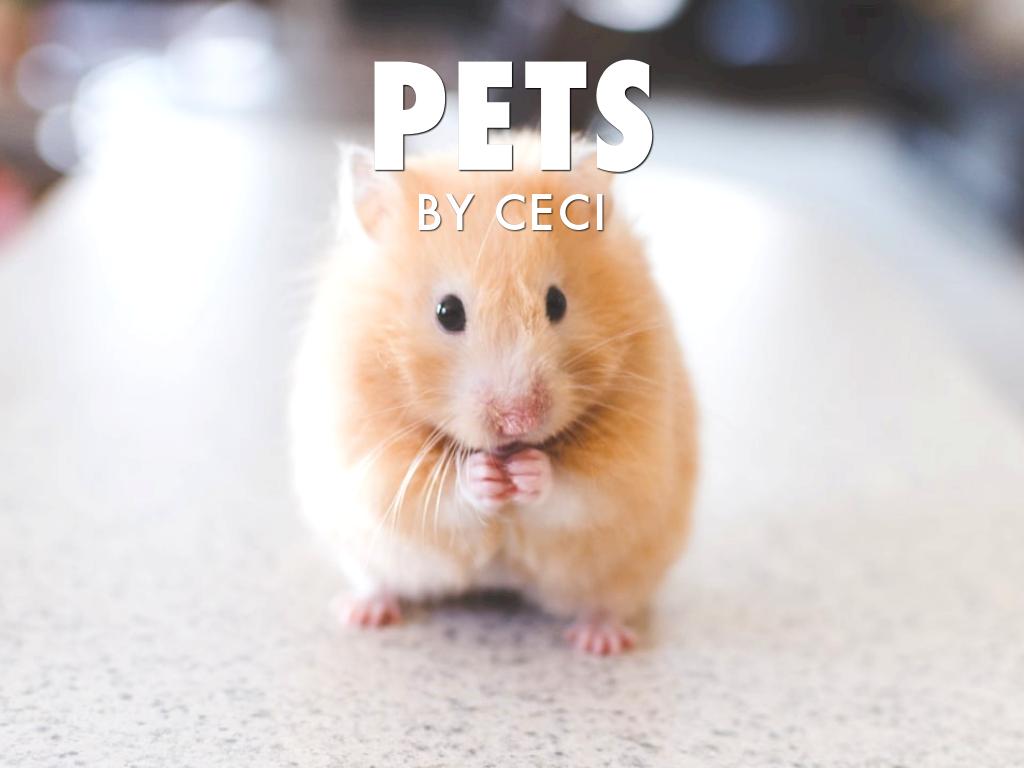 Pets